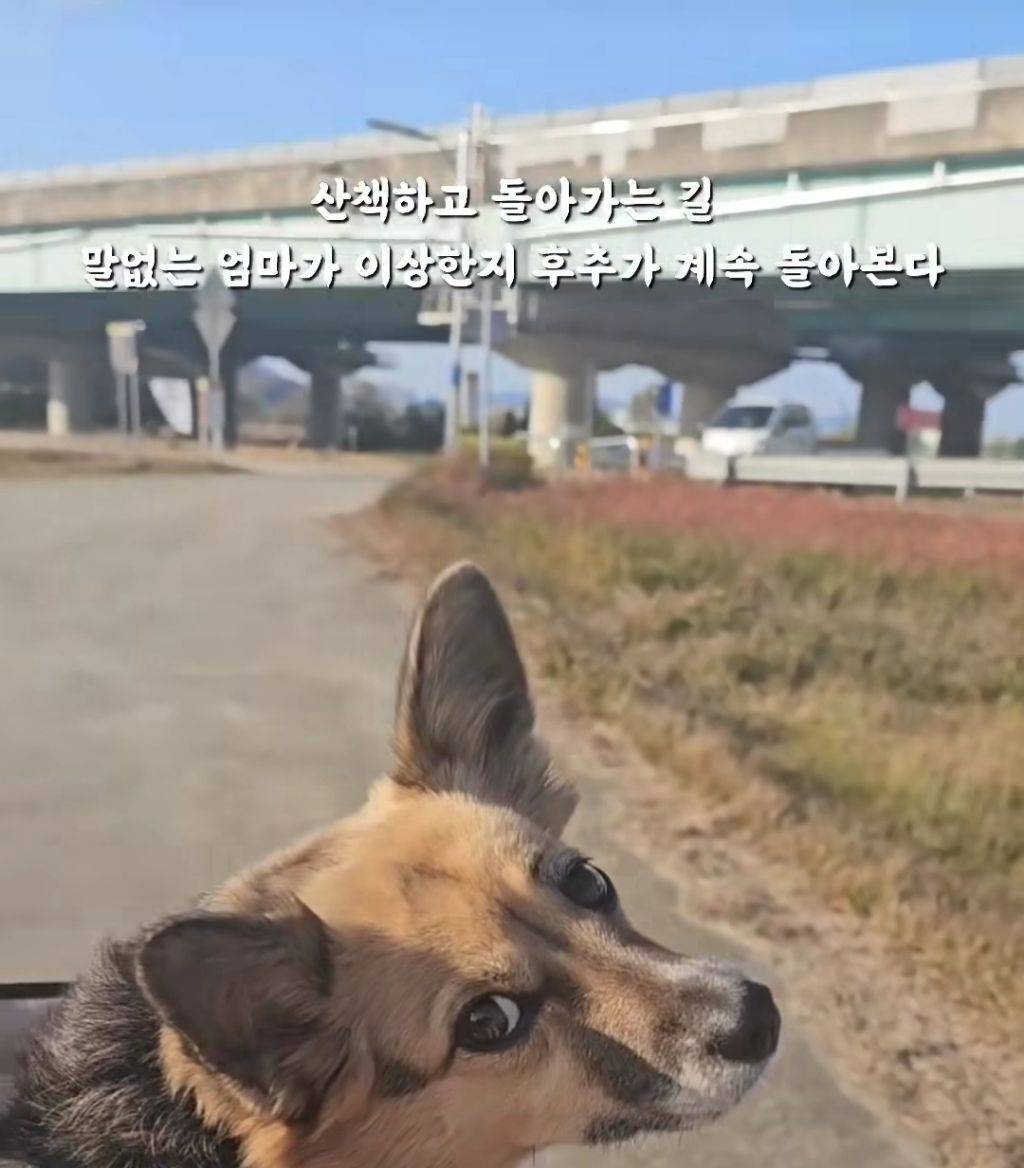 얘 믹스예요? 얘가 먹던거예요? 얘가 먹던거면 거래 안 할게요 | 인스티즈