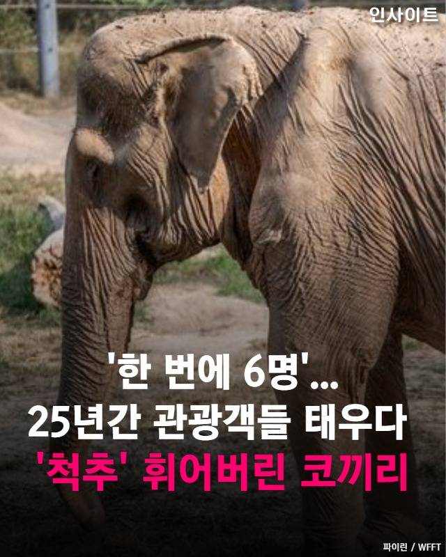'한번에 6명' 25년간 관광객들 태우다 '척추' 휘어버린 코끼리 | 인스티즈