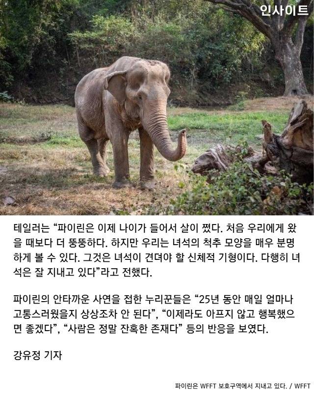 '한번에 6명' 25년간 관광객들 태우다 '척추' 휘어버린 코끼리 | 인스티즈