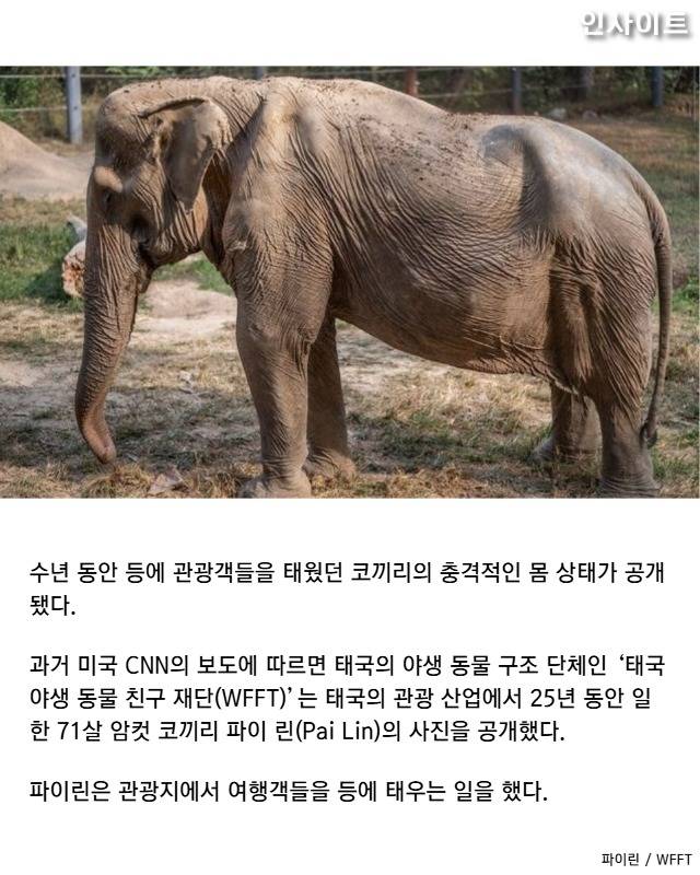 '한번에 6명' 25년간 관광객들 태우다 '척추' 휘어버린 코끼리 | 인스티즈