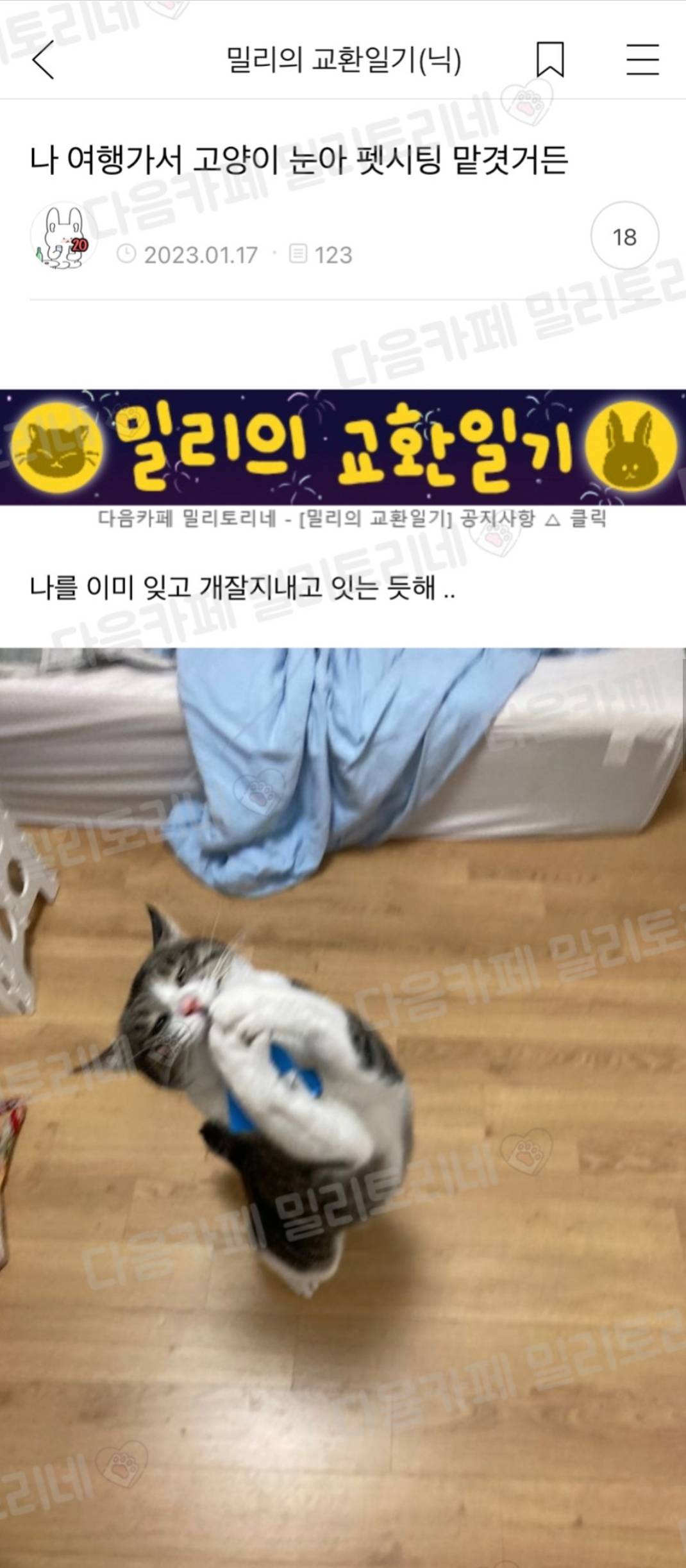 나 여행가서 고양이 펫시팅 맡겻거든 | 인스티즈