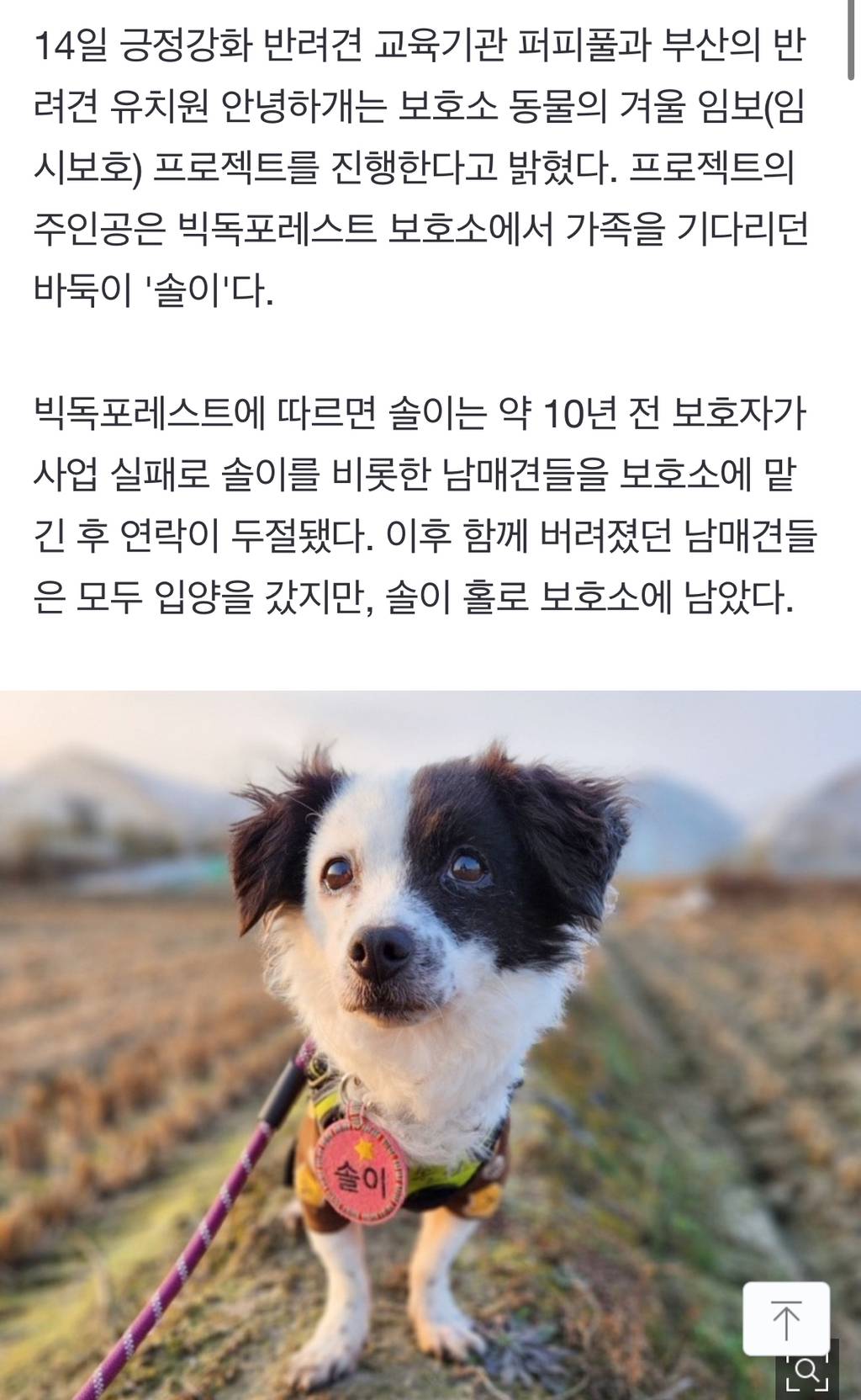 사업 실패로 버려졌던 바둑이…"배려심은 최고"[가족의발견(犬)] | 인스티즈