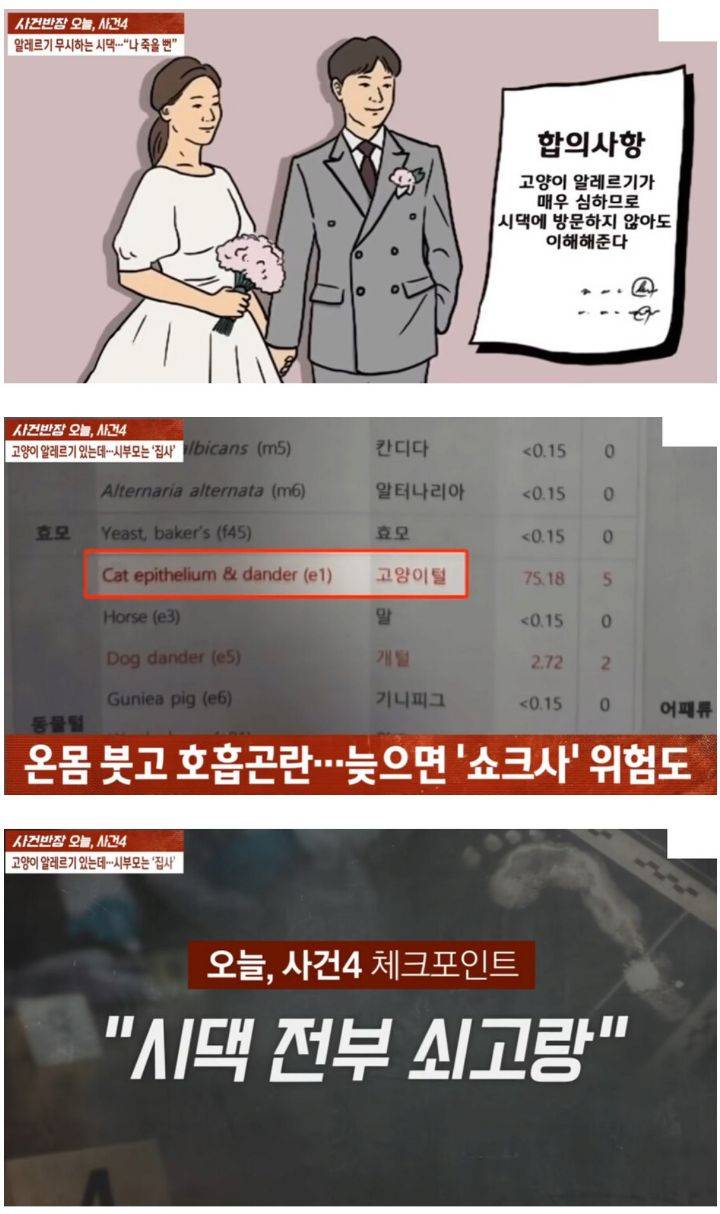 고양이 알러지 무시한 시댁 전원 쇠고랑 | 인스티즈