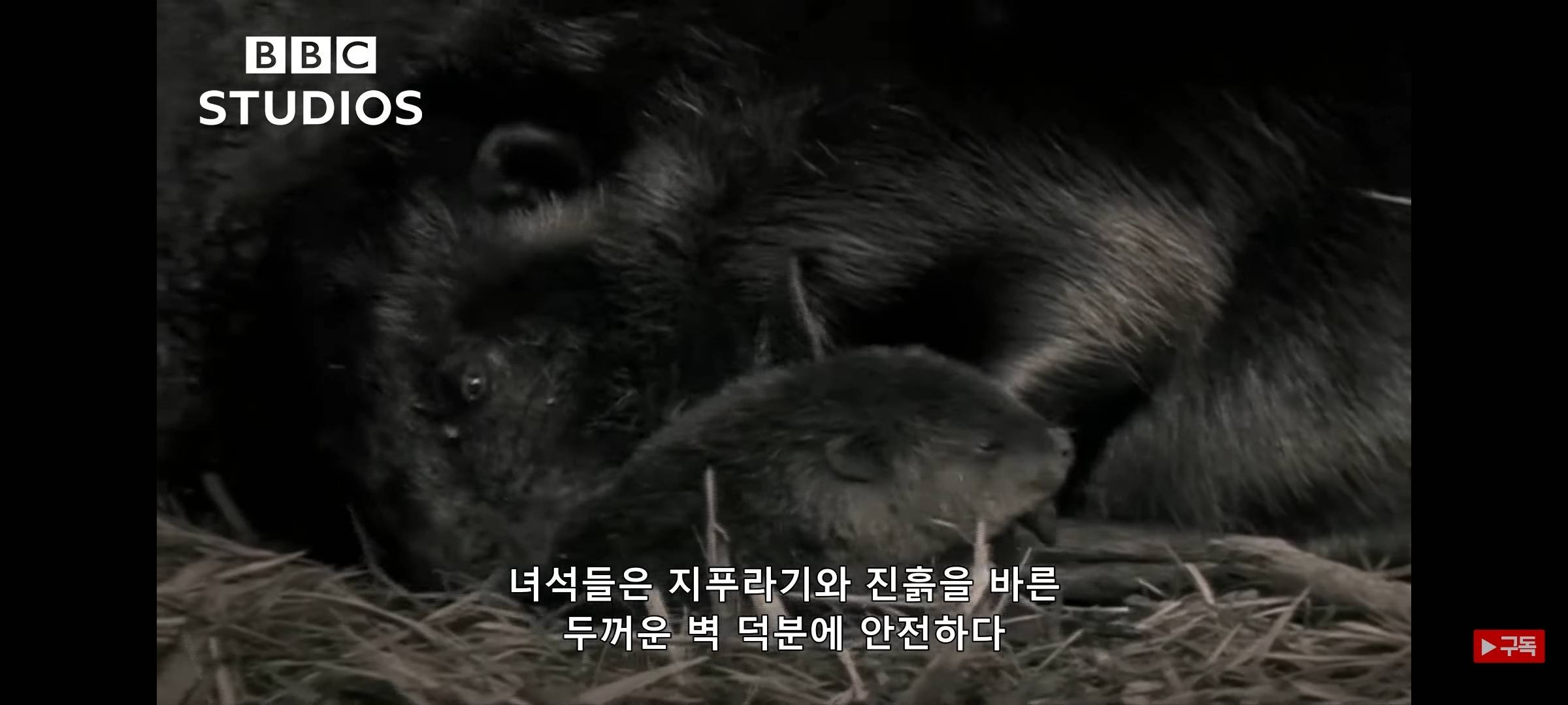 영하 20도에도 비버 집은 따끈따끈해~ | 인스티즈