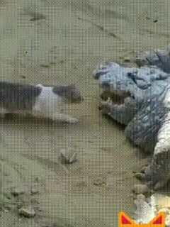 킹냥이.GIF | 인스티즈