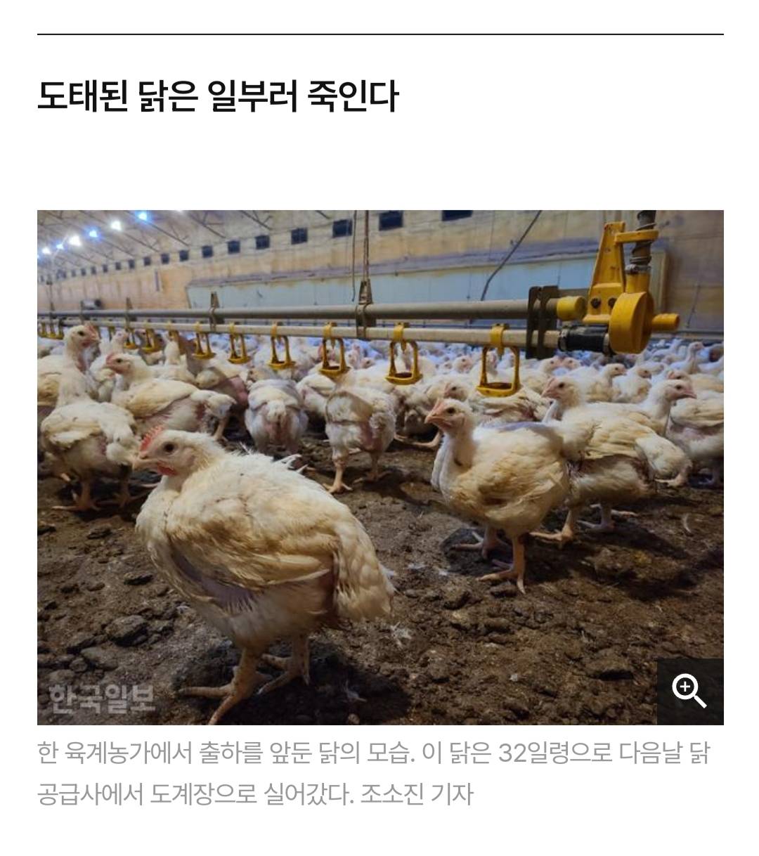 어젯밤 당신이 먹은 치킨은 한 달 동안 못 잔 닭이다 | 인스티즈