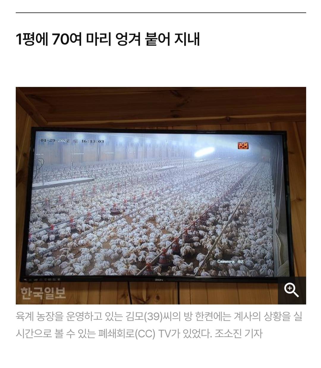 어젯밤 당신이 먹은 치킨은 한 달 동안 못 잔 닭이다 | 인스티즈