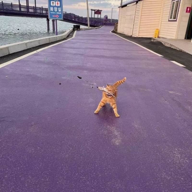 "영물”로 유명한 동물 : 고양이, 뱀 | 인스티즈