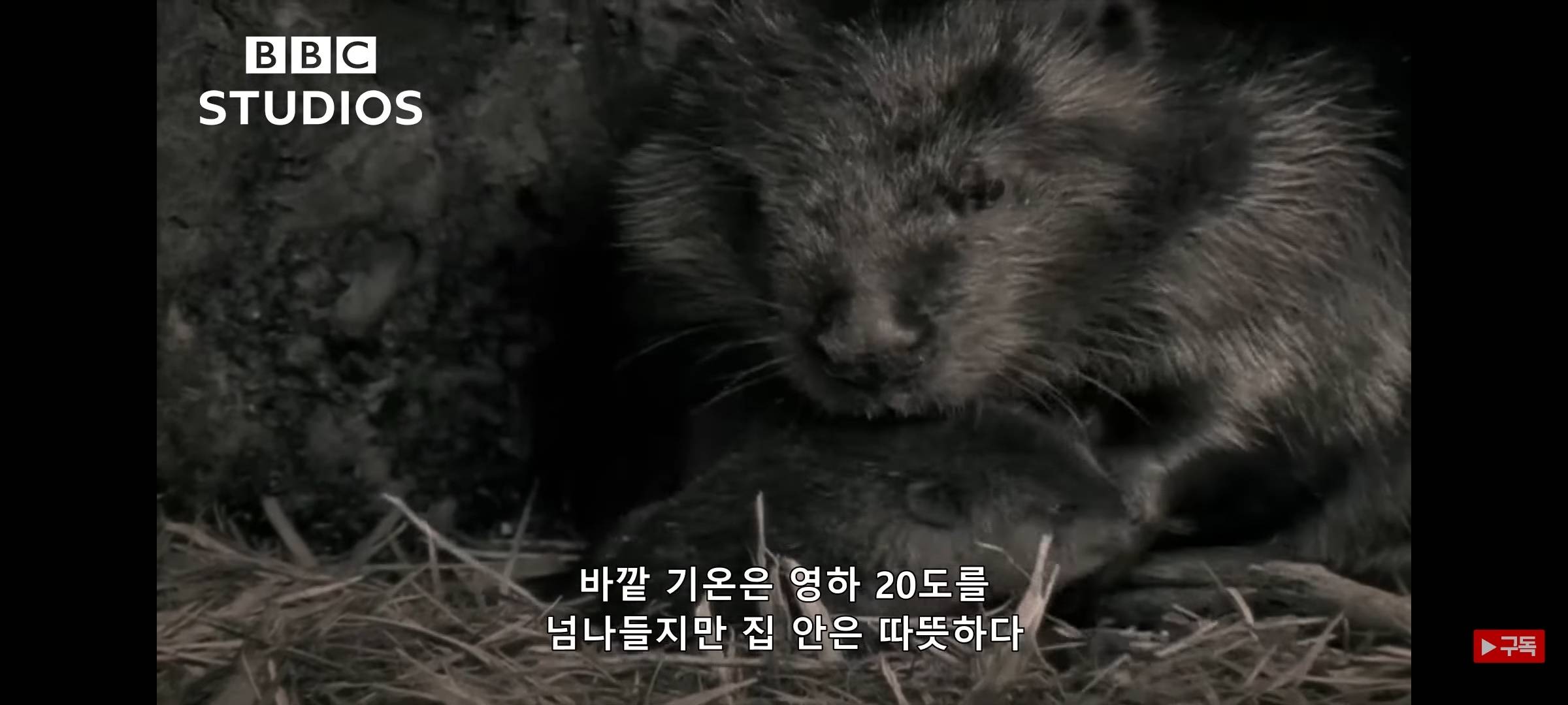 영하 20도에도 비버 집은 따끈따끈해~ | 인스티즈