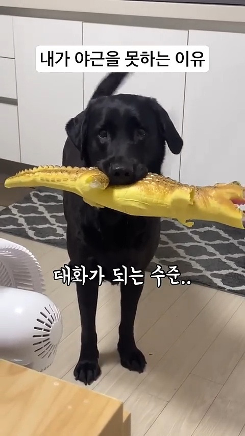 야근하는 주인에게와서 같이 자자고 낑낑거리는 왕크왕귀 강아지 | 인스티즈