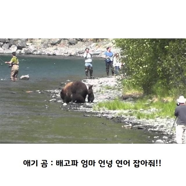 연어가 돌아올 시기 알래스카 모습 | 인스티즈