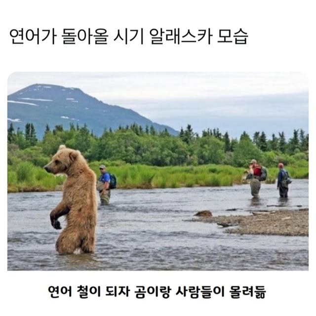 연어가 돌아올 시기 알래스카 모습 | 인스티즈