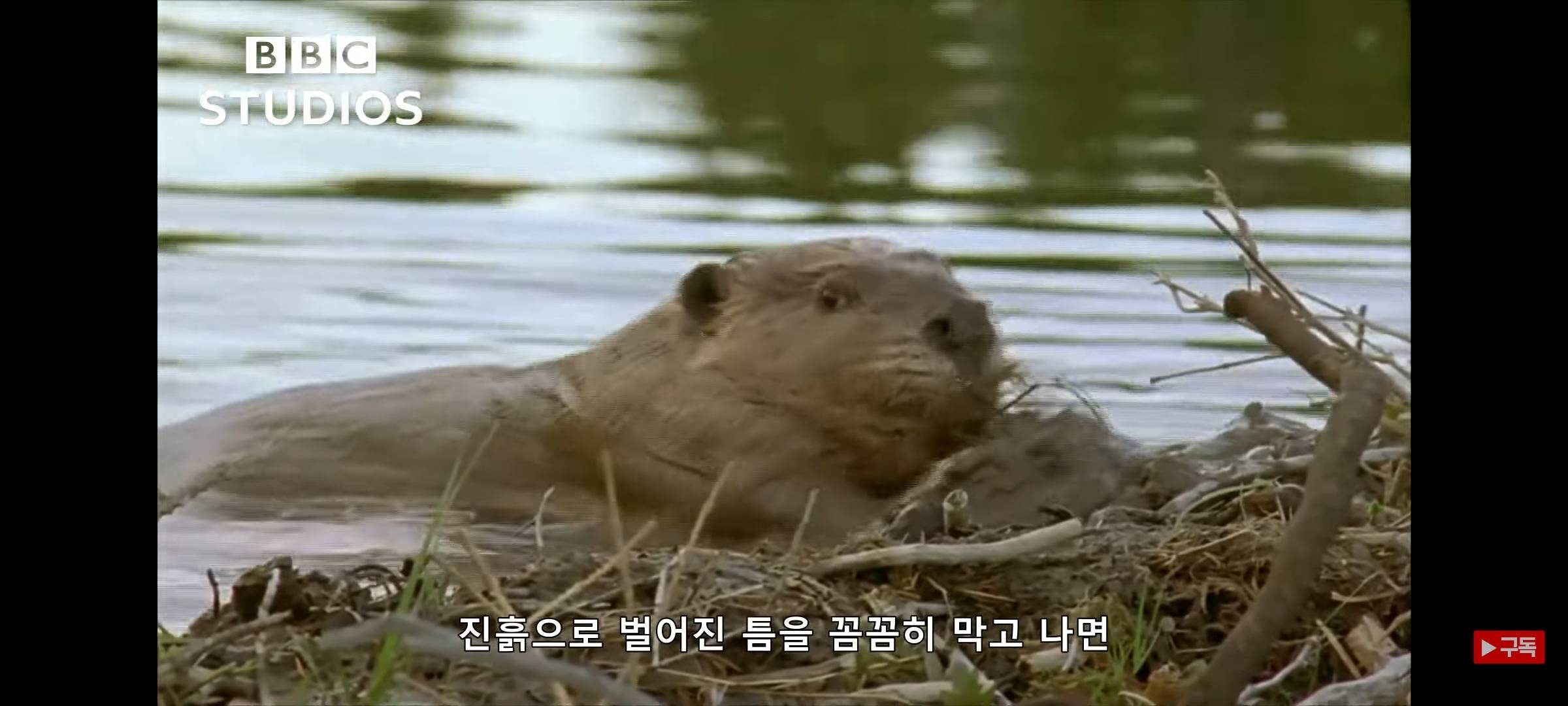 영하 20도에도 비버 집은 따끈따끈해~ | 인스티즈