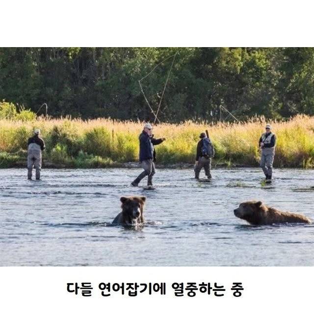 연어가 돌아올 시기 알래스카 모습 | 인스티즈