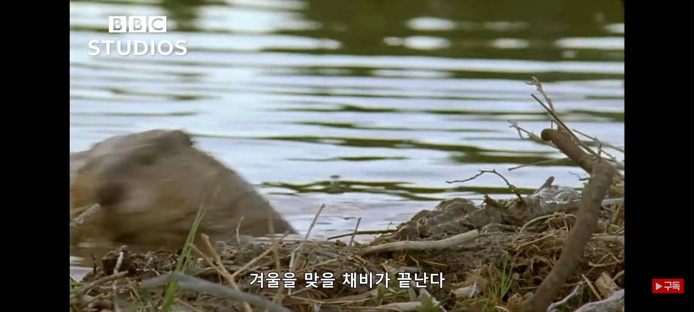 영하 20도에도 비버 집은 따끈따끈해~ | 인스티즈