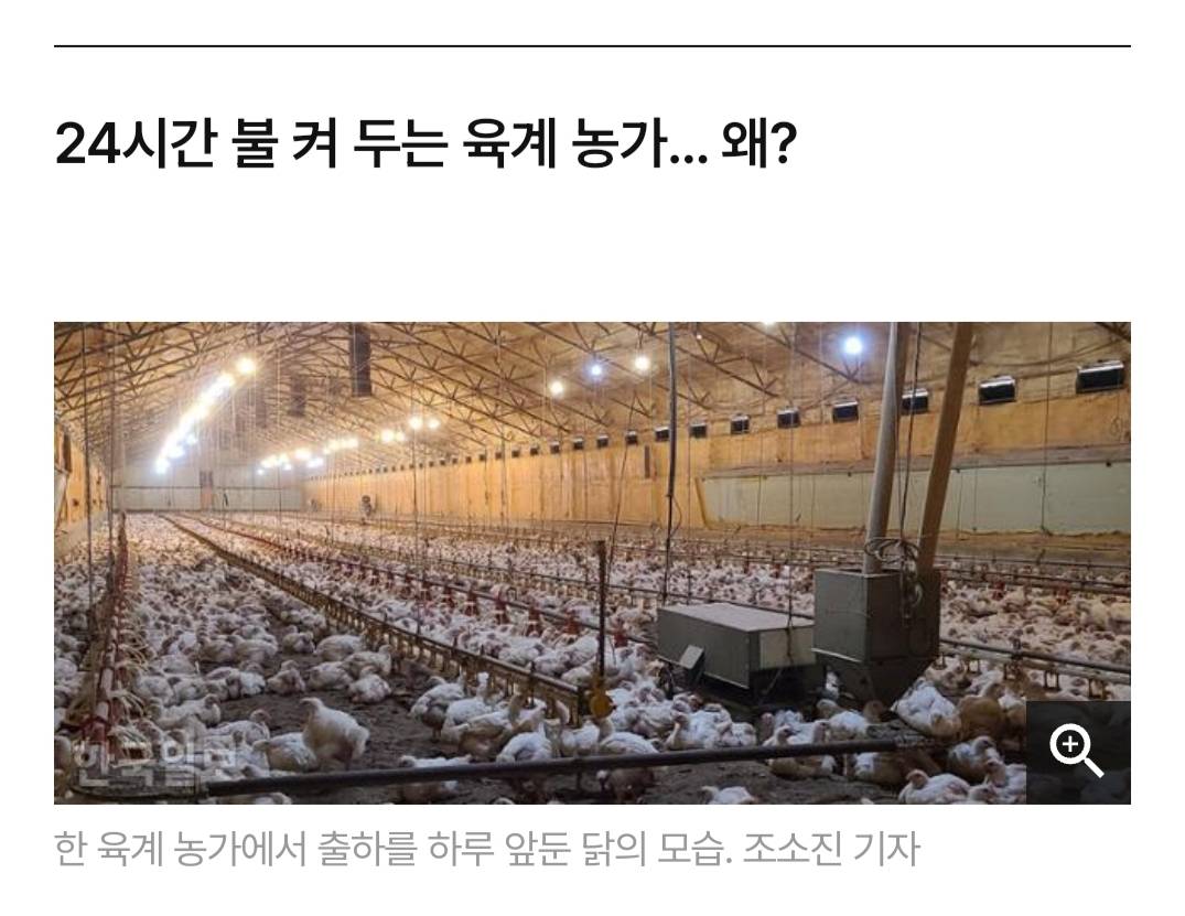 어젯밤 당신이 먹은 치킨은 한 달 동안 못 잔 닭이다 | 인스티즈