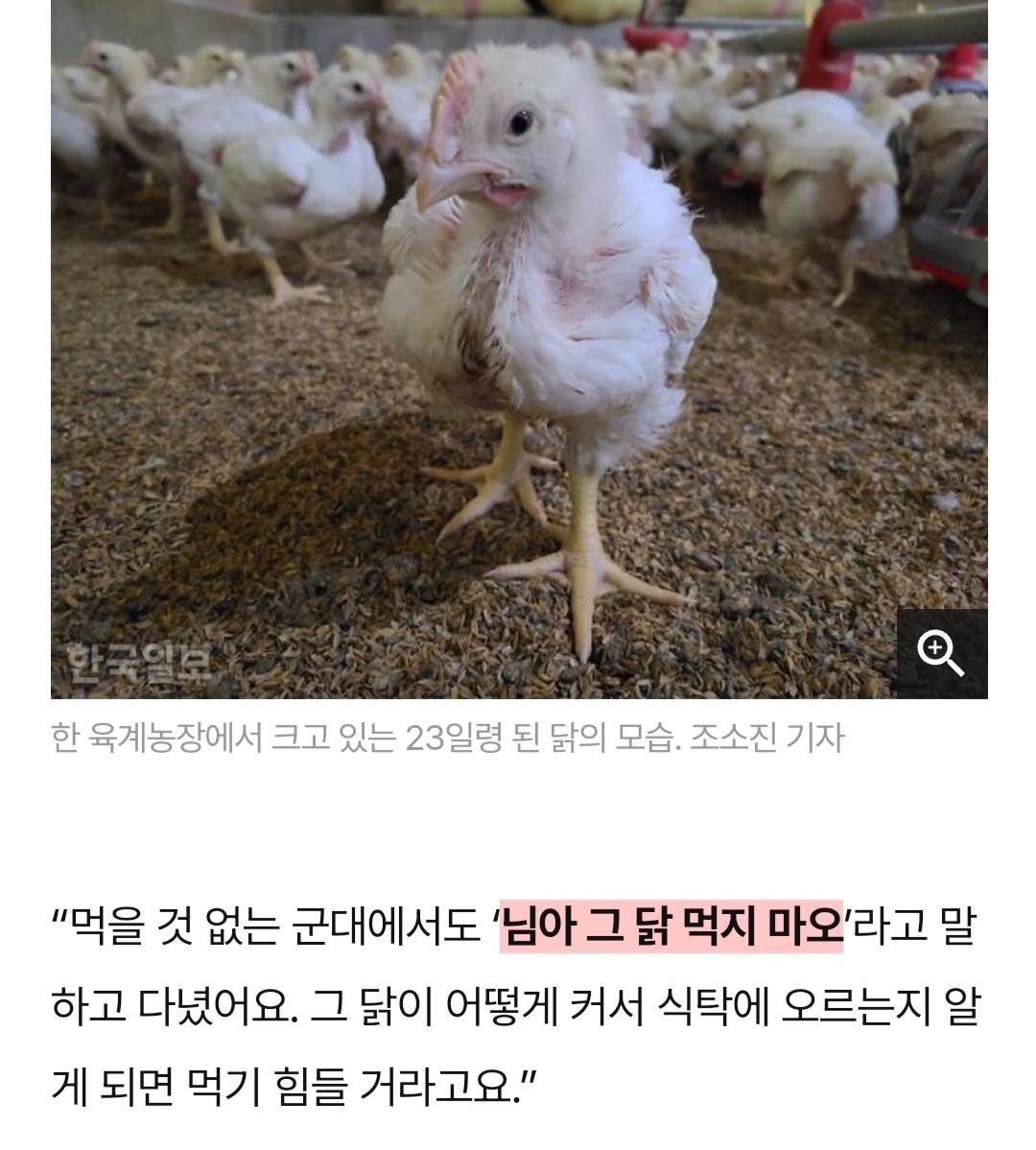 어젯밤 당신이 먹은 치킨은 한 달 동안 못 잔 닭이다 | 인스티즈