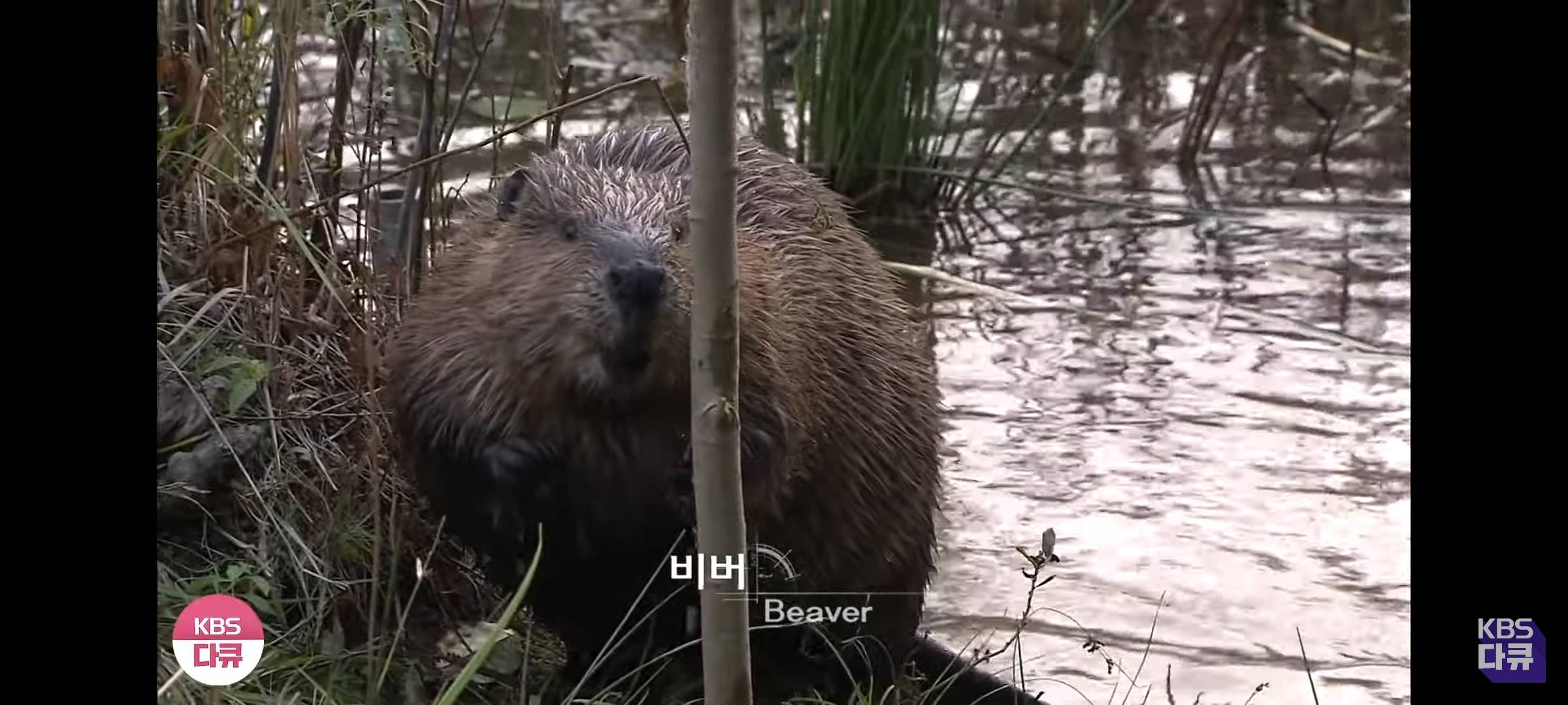 영하 20도에도 비버 집은 따끈따끈해~ | 인스티즈