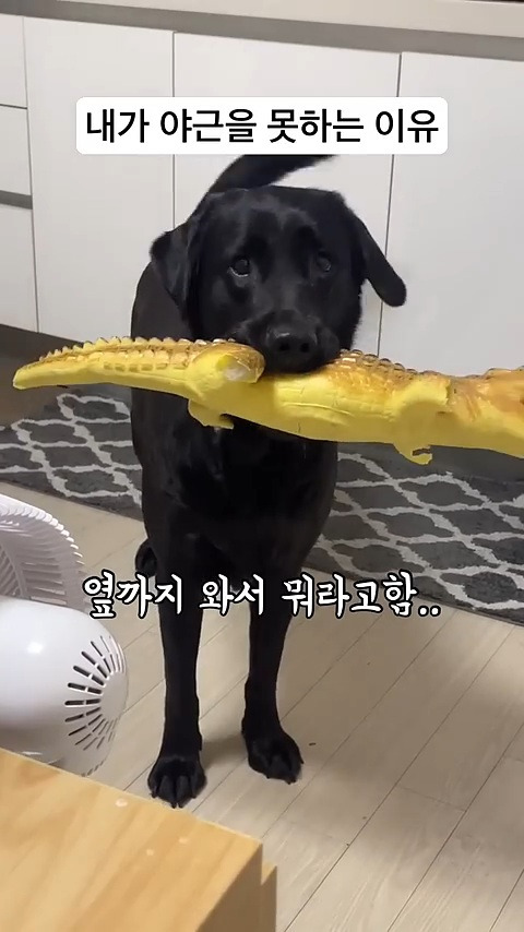 야근하는 주인에게와서 같이 자자고 낑낑거리는 왕크왕귀 강아지 | 인스티즈