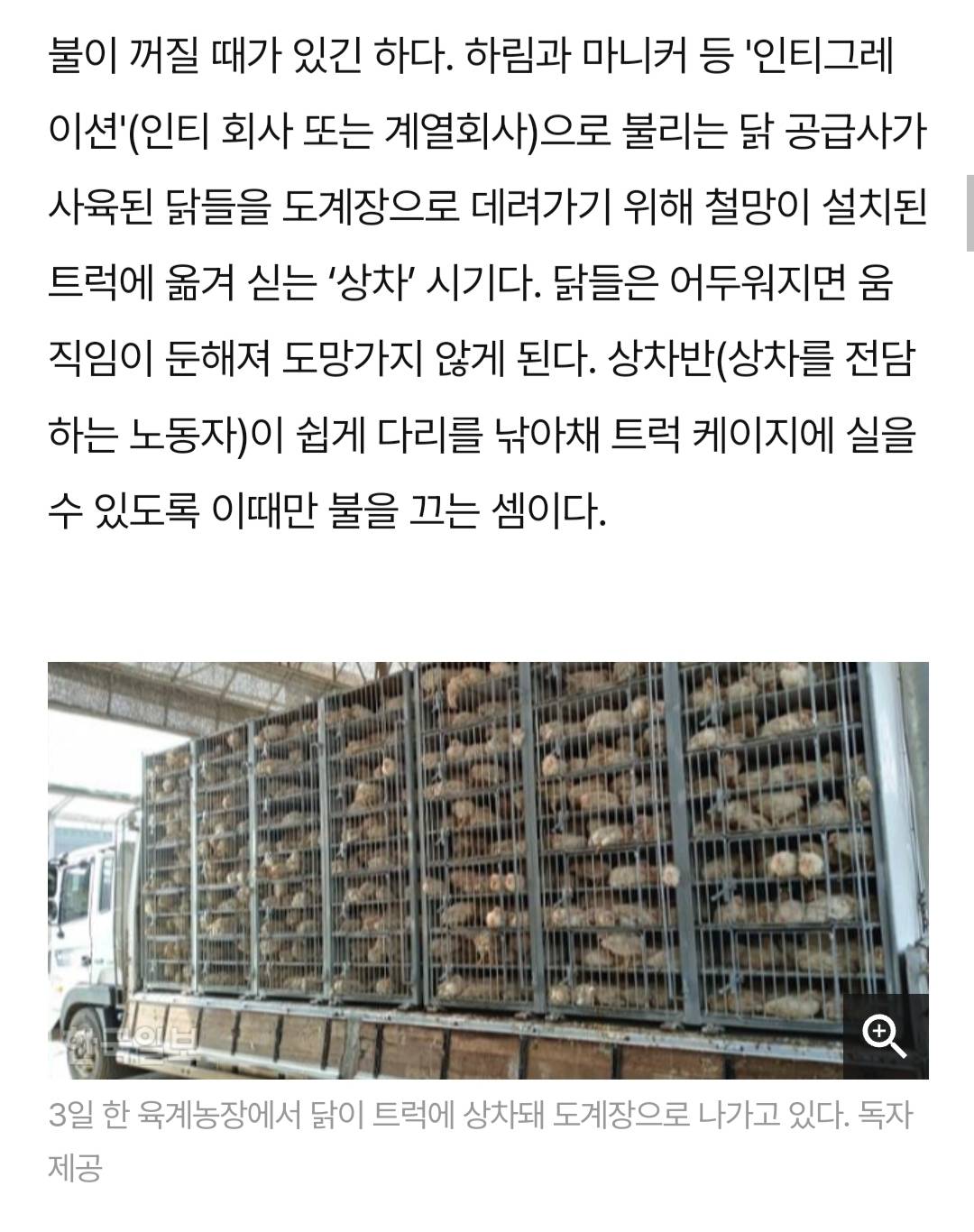 어젯밤 당신이 먹은 치킨은 한 달 동안 못 잔 닭이다 | 인스티즈