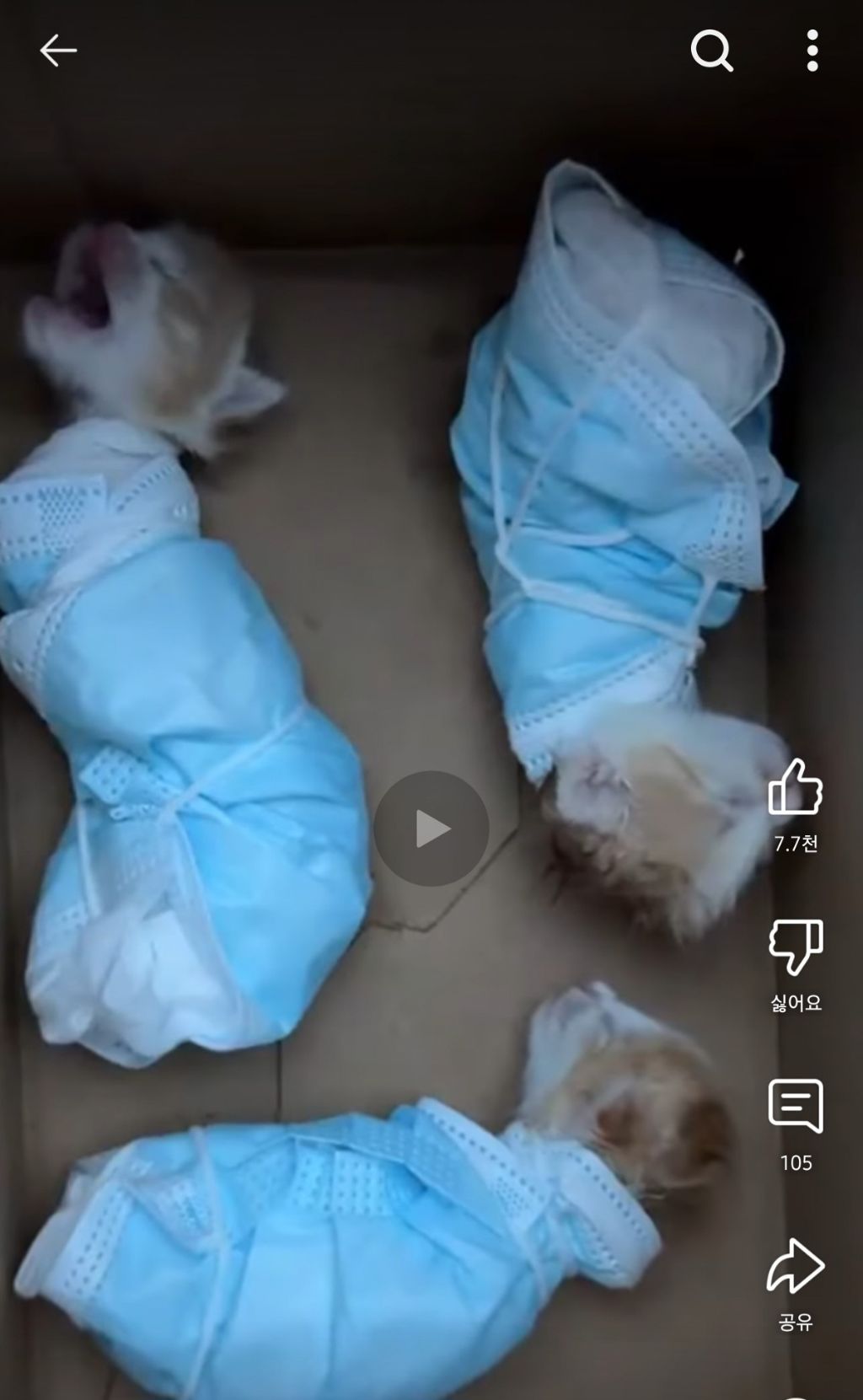 고양이 몸을 밀봉한 이유 | 인스티즈