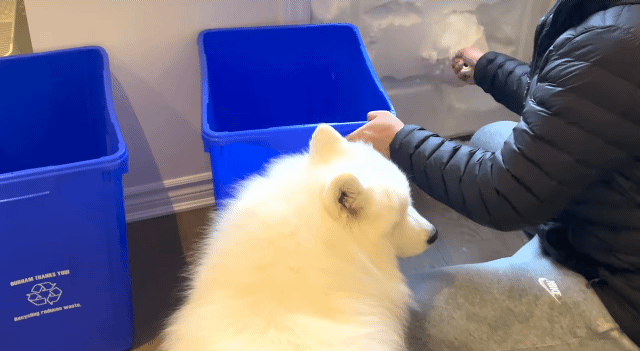 캐나다에 허리까지 폭설이 내린날, 사모예드를 위해 눈동굴을 만들어준 집사.gif | 인스티즈