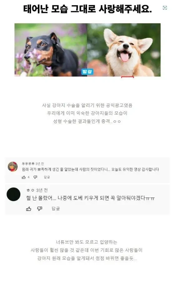 소름돋는 강아지 성형 광고.jpg | 인스티즈