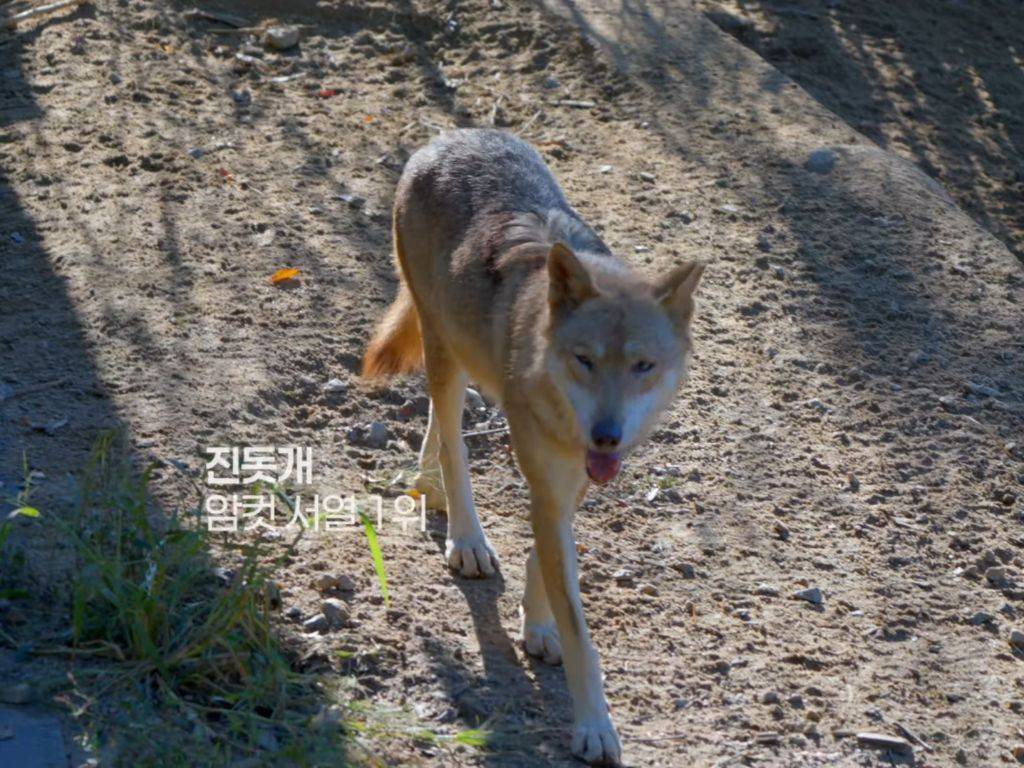 청주동물원 늑대이름 뭐임????? | 인스티즈