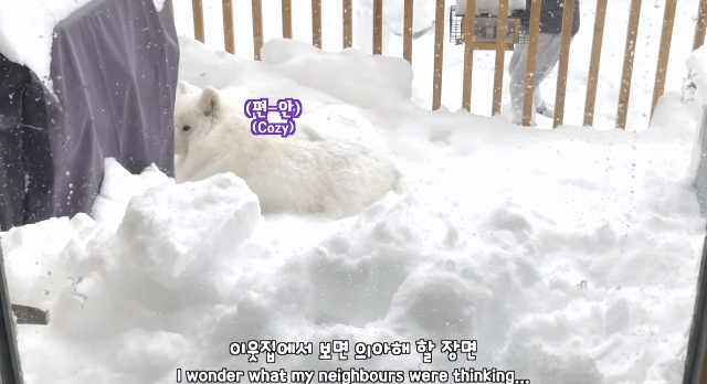 캐나다에 허리까지 폭설이 내린날, 사모예드를 위해 눈동굴을 만들어준 집사.gif | 인스티즈