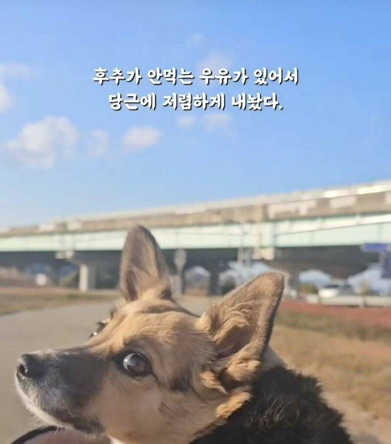 당근 강아지 간식 거래 후기.jpg | 인스티즈