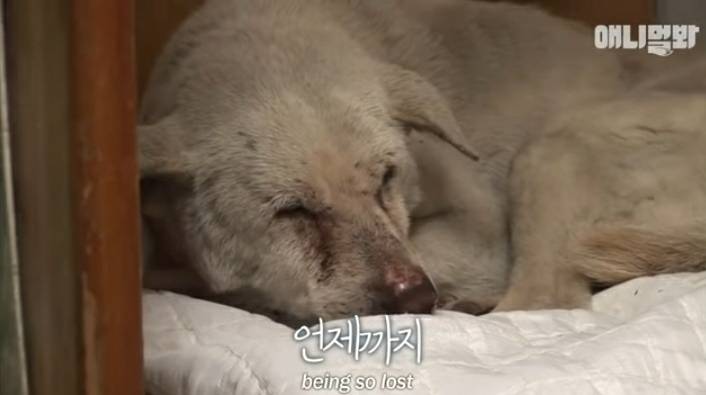 할머니 장례식장에서 눈물 흘리던 백구가 2년동안 한 일 | 인스티즈