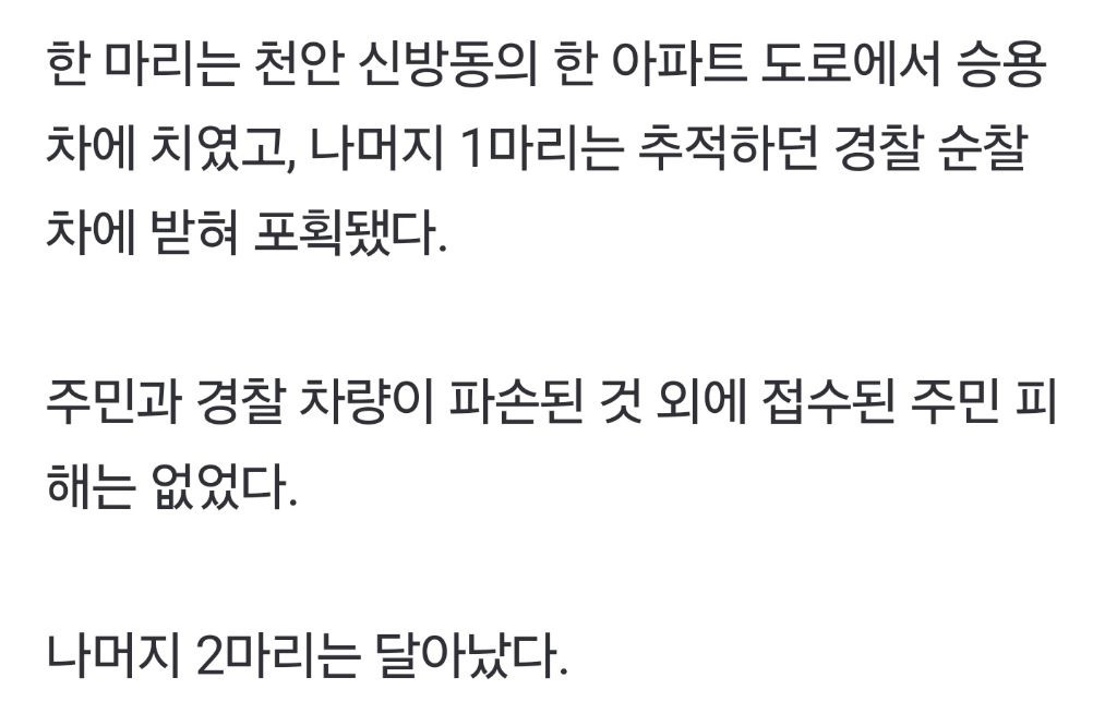 오늘자 천안 도심에 출몰한 멧돼지 잡은 방법.gif | 인스티즈