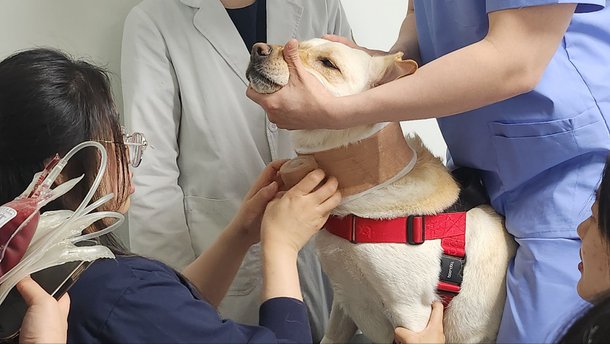 "댕댕이도 헌혈…한마리서 뽑은 피로 작은개 4마리 살리죠" | 인스티즈