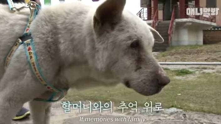 할머니 장례식장에서 눈물 흘리던 백구가 2년동안 한 일 | 인스티즈