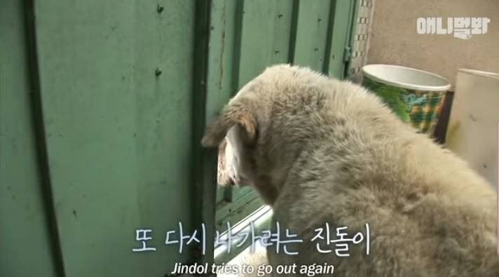 할머니 장례식장에서 눈물 흘리던 백구가 2년동안 한 일 | 인스티즈