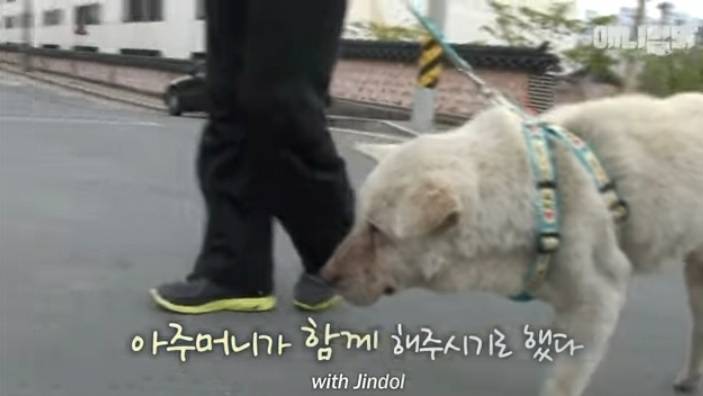 할머니 장례식장에서 눈물 흘리던 백구가 2년동안 한 일 | 인스티즈
