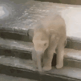 오늘의 귀여운 상식 - 아기 코끼리는 자기 코를 잘 인지하지 못한다.gif | 인스티즈