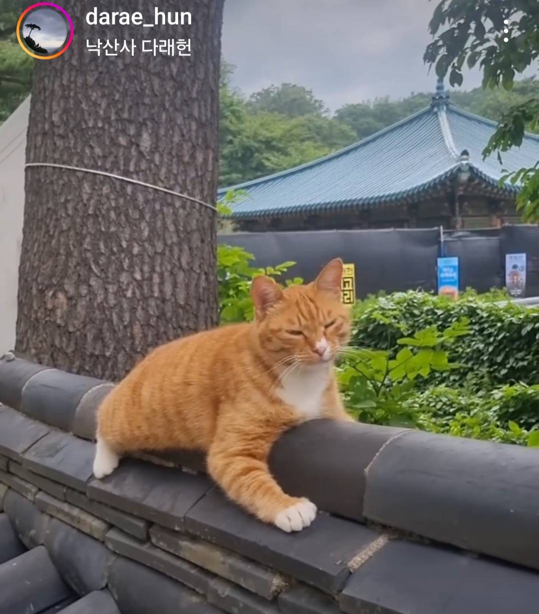 (입양홍보) 양양 낙산사 고양이들의 가족이 되어주실 분을 찾습니다!!! 당장 일욜에 쫓겨나ㅠㅠ 아이들 한번만 봐주라 | 인스티즈