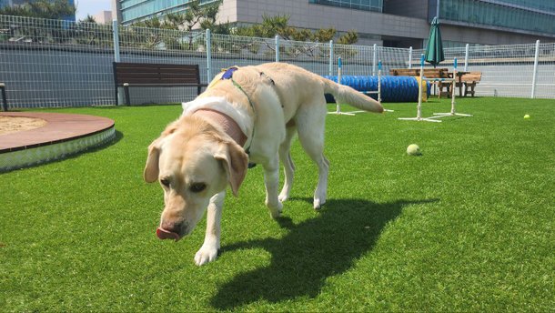 "댕댕이도 헌혈…한마리서 뽑은 피로 작은개 4마리 살리죠" | 인스티즈