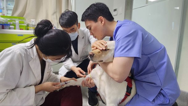 "댕댕이도 헌혈…한마리서 뽑은 피로 작은개 4마리 살리죠" | 인스티즈