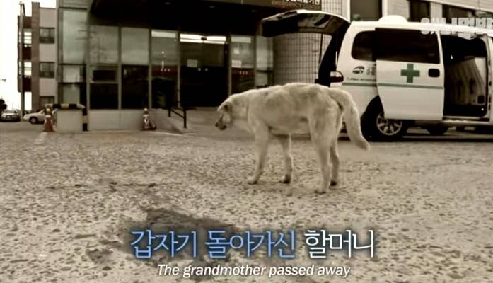 할머니 장례식장에서 눈물 흘리던 백구가 2년동안 한 일 | 인스티즈