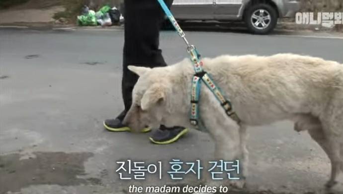할머니 장례식장에서 눈물 흘리던 백구가 2년동안 한 일 | 인스티즈