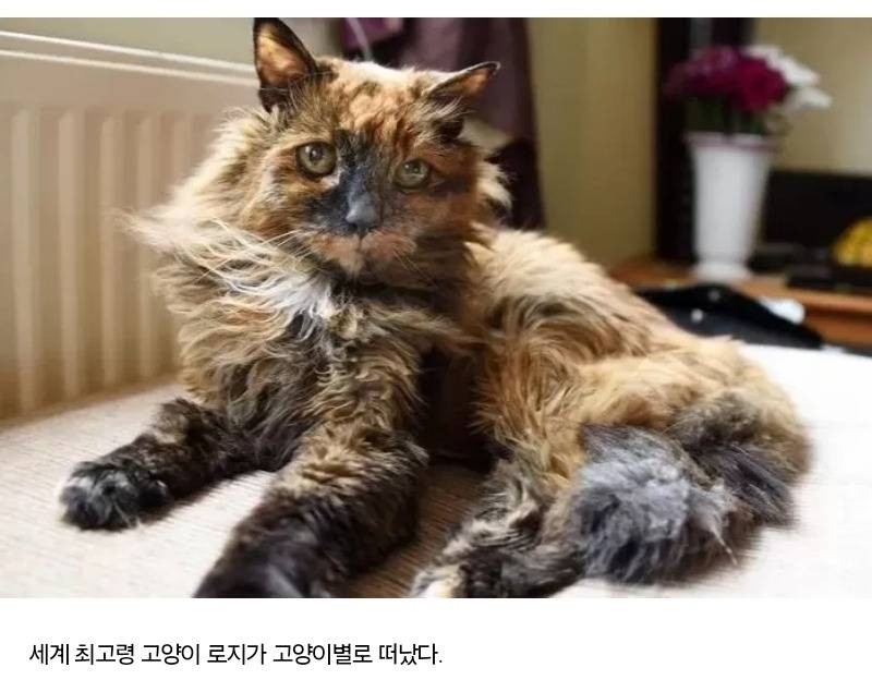 세계 최고령 묘르신 '로지', 33살에 고양이 별로 떠났다… 사람 나이로 152세 | 인스티즈