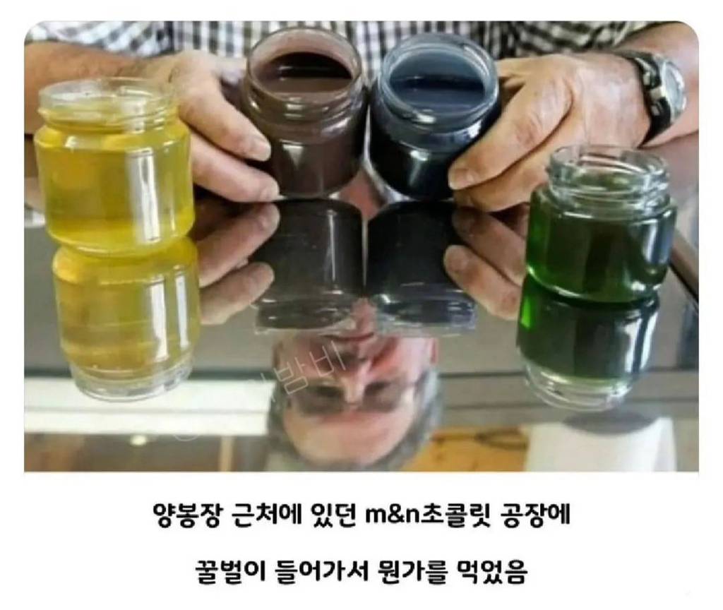 초콜릿 공장에서 뭔가를 먹고온 꿀벌들.jpg | 인스티즈