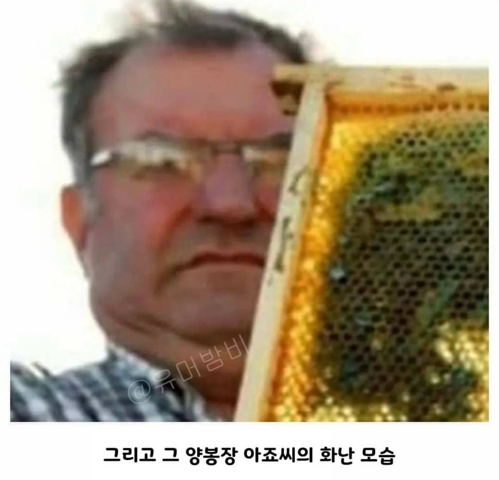 초콜릿 공장에서 뭔가를 먹고온 꿀벌들.jpg | 인스티즈