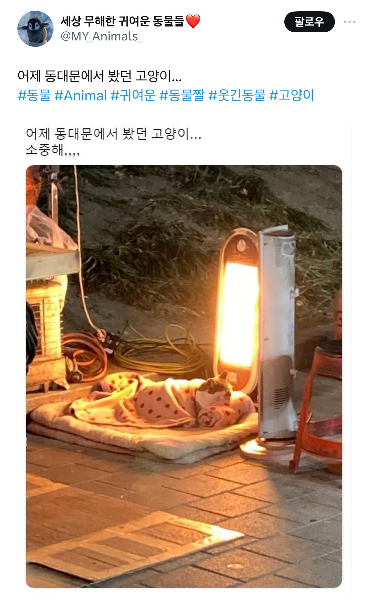 어제 동대문에서 봤던 고양이.. | 인스티즈