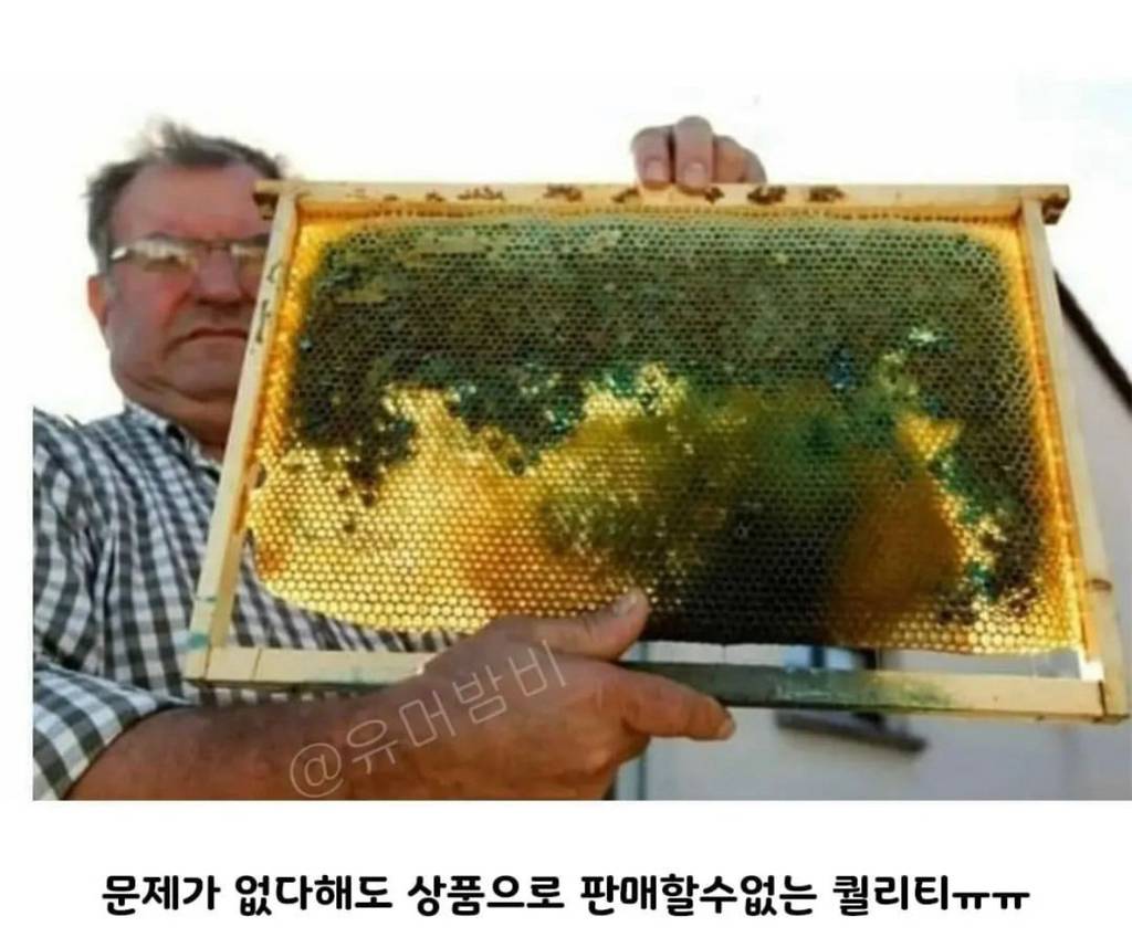 초콜릿 공장에서 뭔가를 먹고온 꿀벌들.jpg | 인스티즈