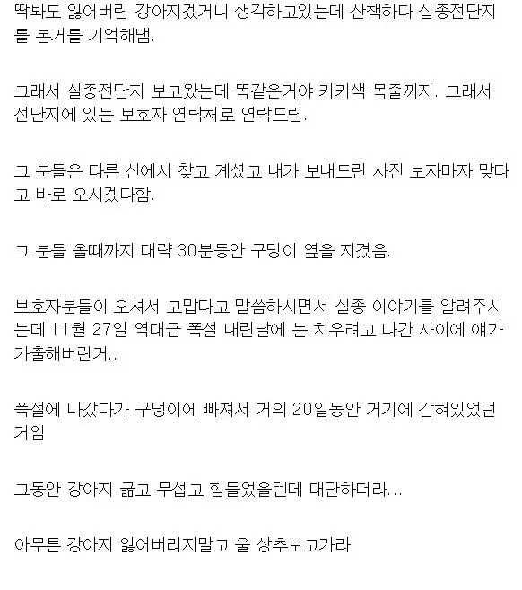 20일 동안 실종된 개를 구조한 강아지 | 인스티즈