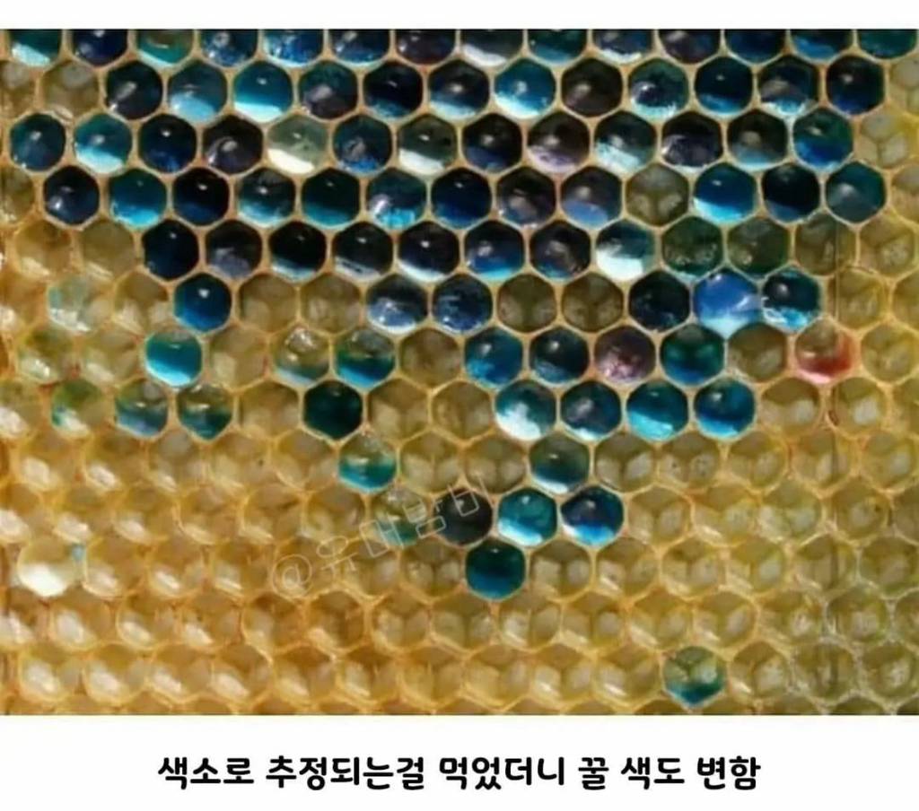 초콜릿 공장에서 뭔가를 먹고온 꿀벌들.jpg | 인스티즈