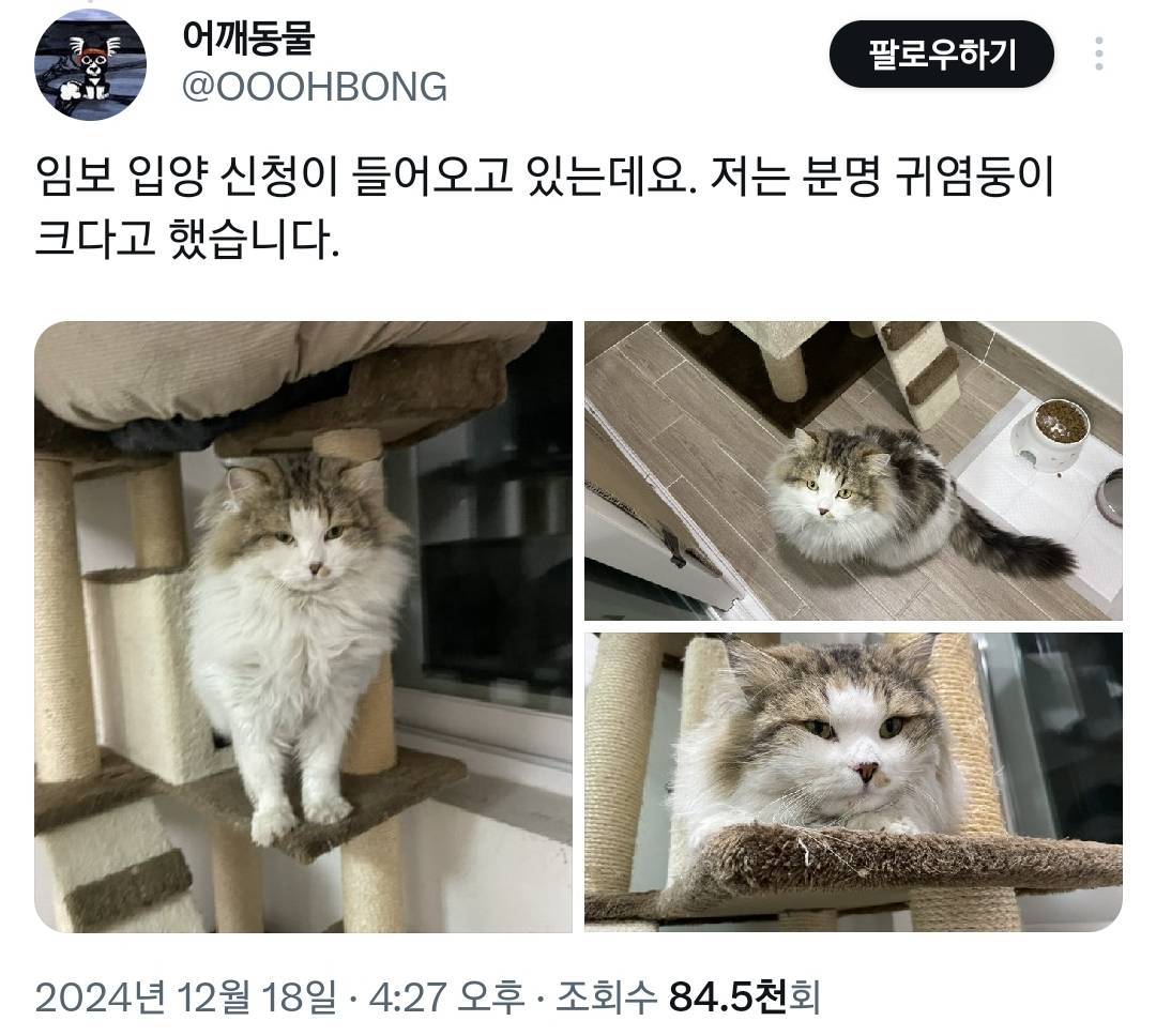 한국에서 구조된 심상치않은 크기의 6학년 길고양이.twt | 인스티즈